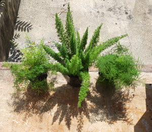 6" Fern Asparagus Assortment